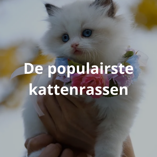 De populairste kattenrassen