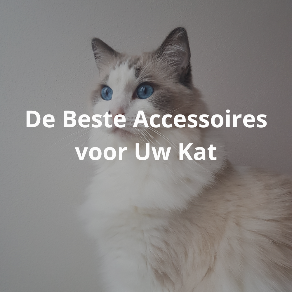 De Beste Accessoires voor Uw Kat