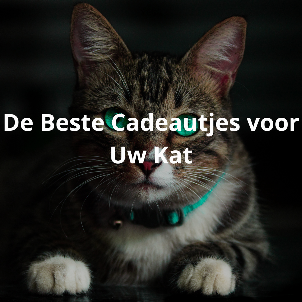 Een bruin-witte kat die speelt met een nieuw speeltje en geniet van de verwennerij.