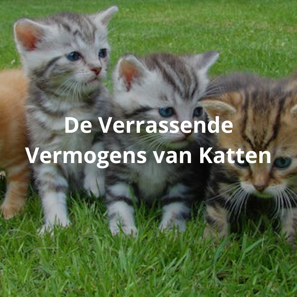 De Verrassende Vermogens van Katten: Ontdek Hun Uitstekende Geheugen, Probleemoplossend Vermogen en Meer