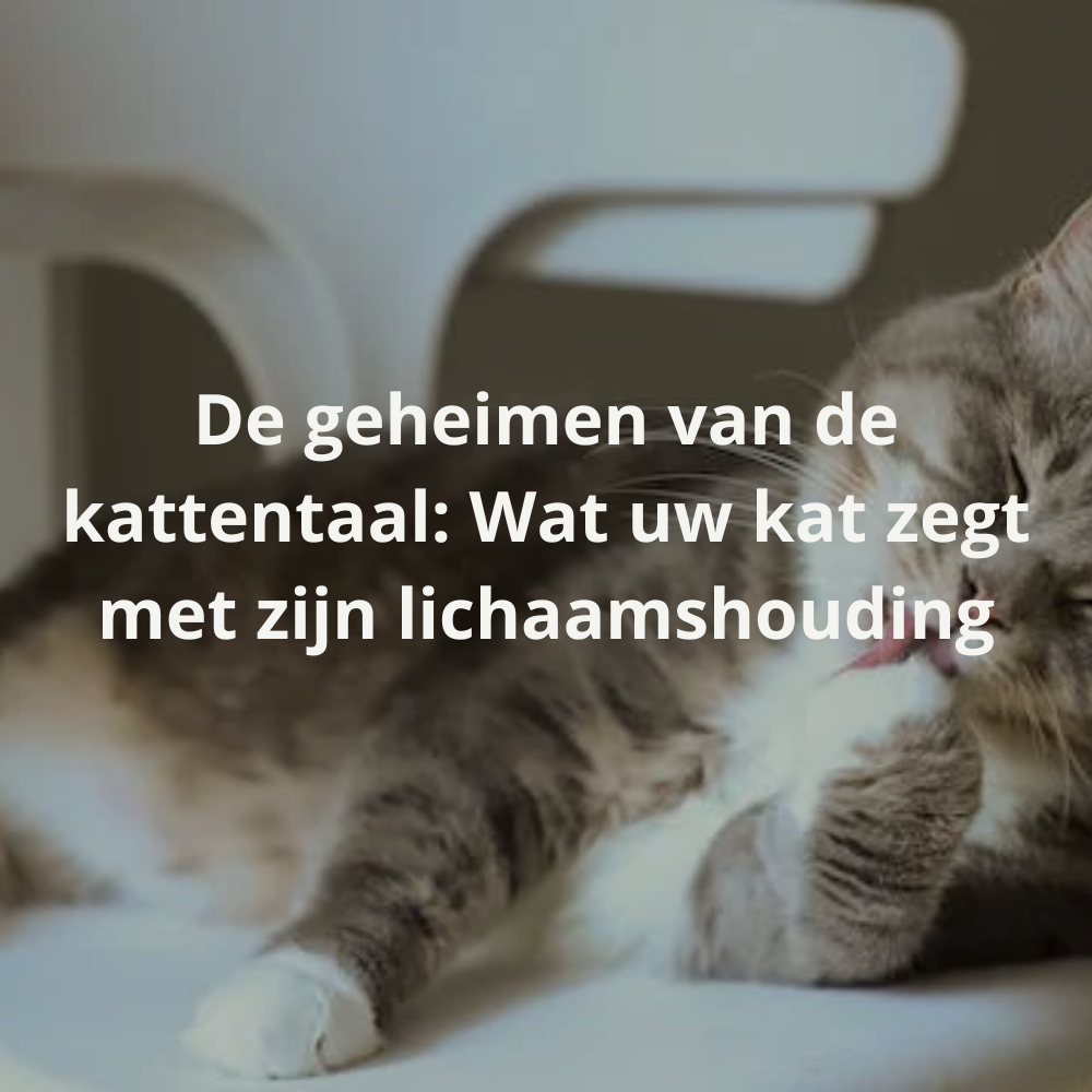 De geheimen van de kattentaal: Wat je kat zegt met zijn lichaamshouding