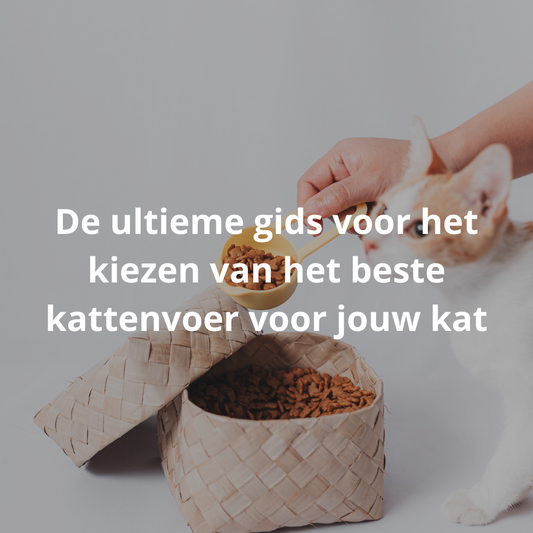 De ultieme gids voor het kiezen van het beste kattenvoer voor jouw kat