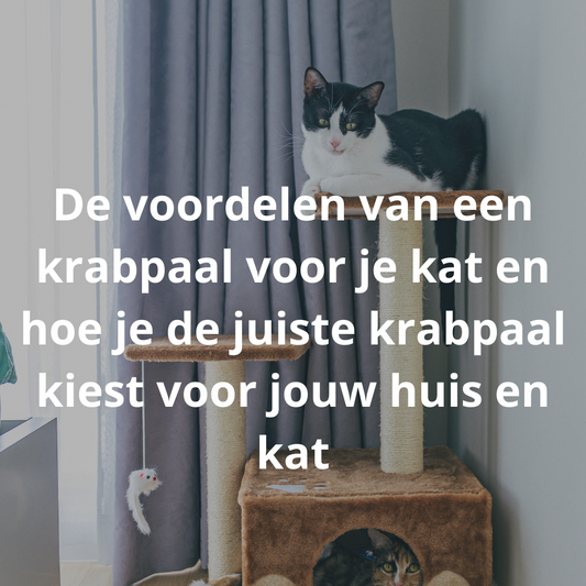 De voordelen van een krabpaal voor je kat en hoe je de juiste krabpaal kiest voor jouw huis en kat