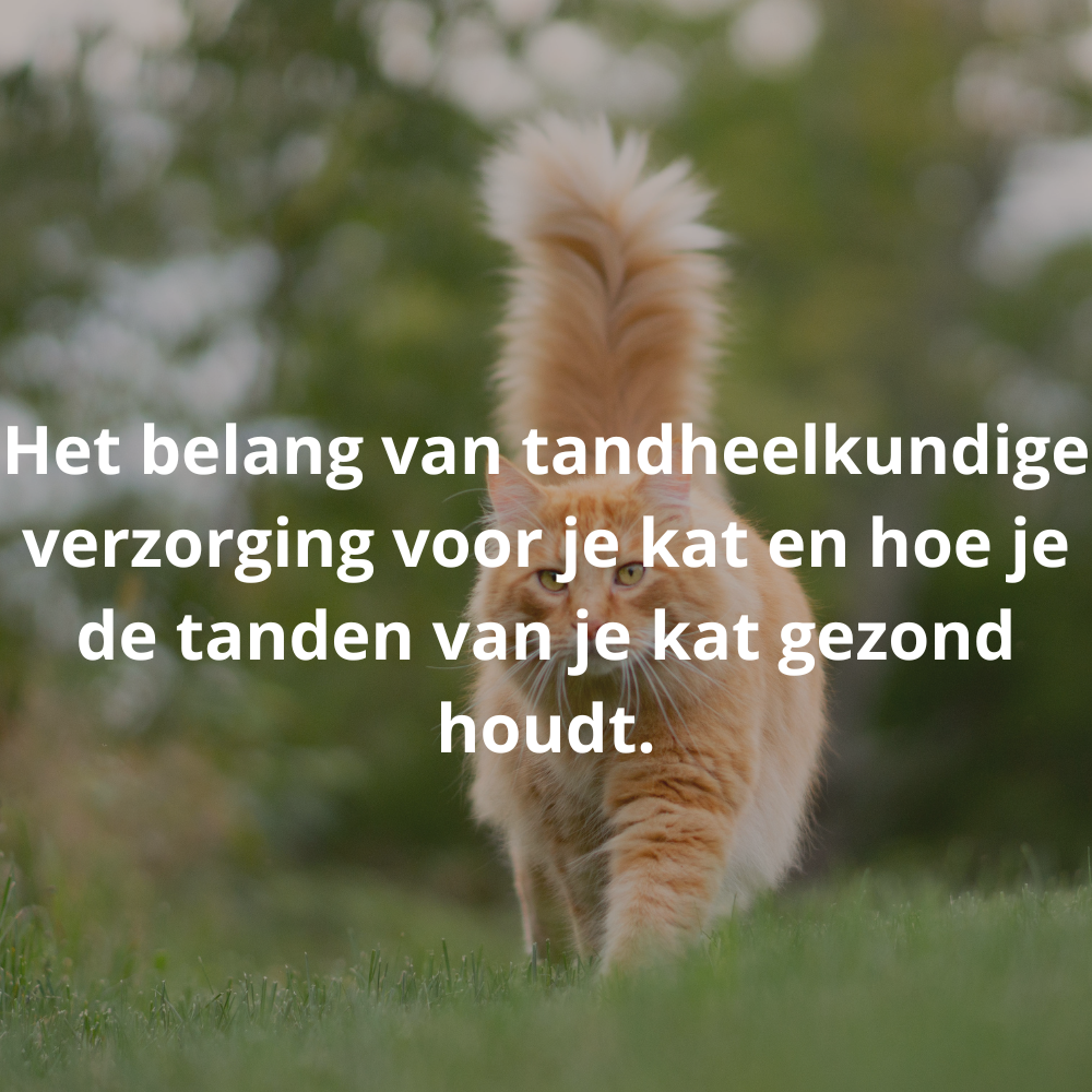 Het belang van tandheelkundige verzorging voor je kat en hoe je de tanden van je kat gezond houdt.