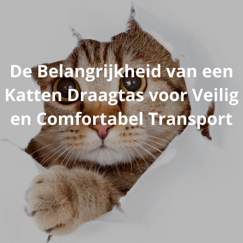Comfortabele Kat Transport met een Katten Draagtas