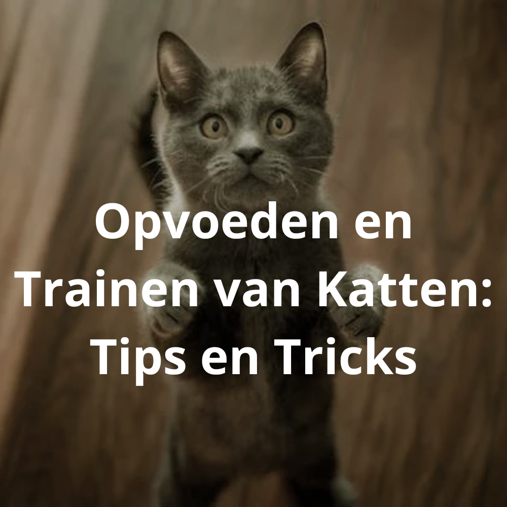 Opvoeden en Trainen van Katten: Tips en Tricks