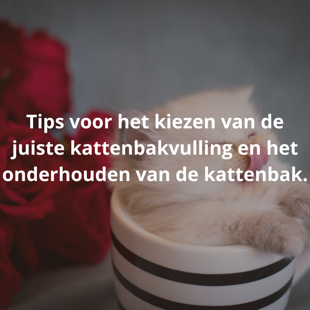 Tips voor het kiezen van de juiste kattenbakvulling en het onderhouden van de kattenbak.