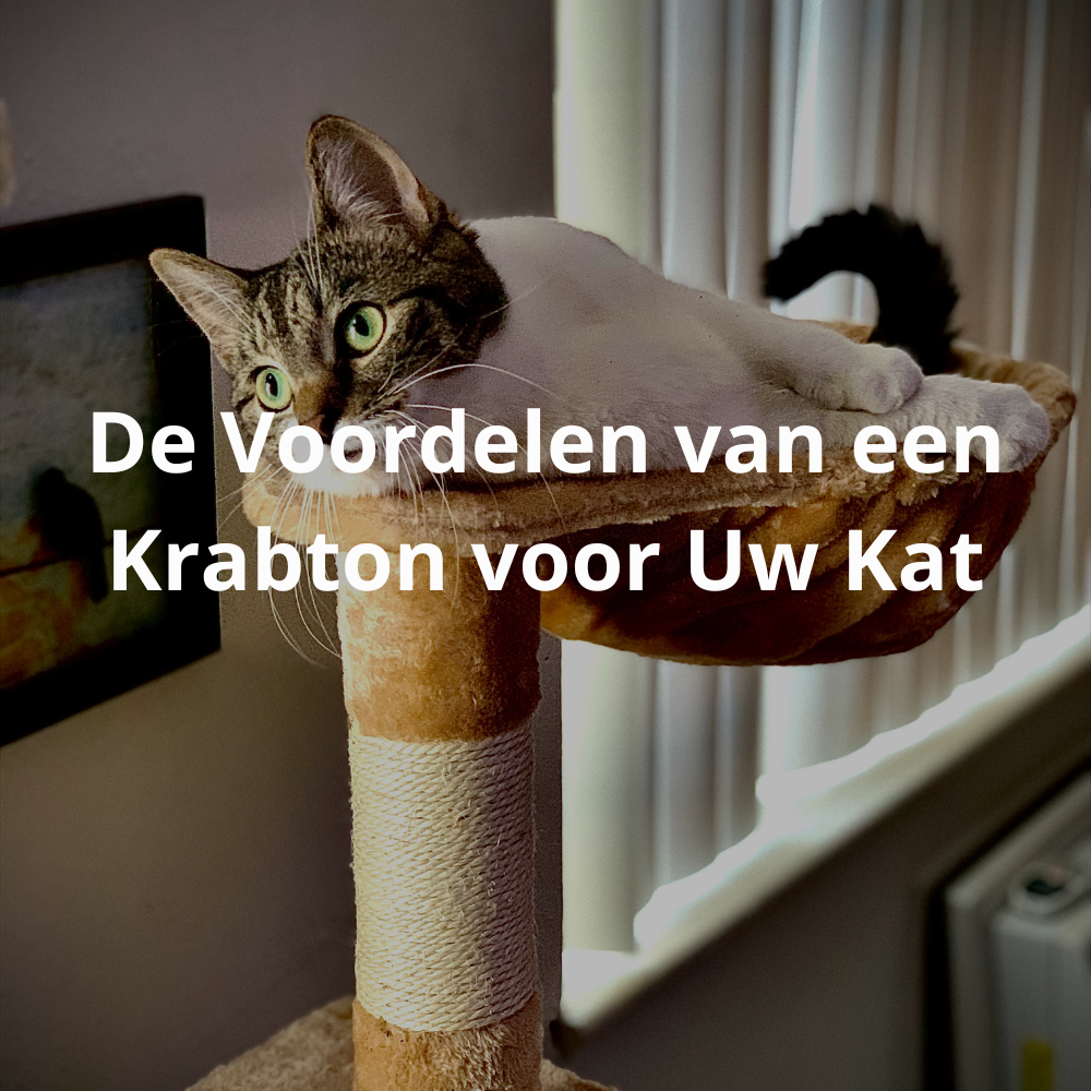 Een bruin-witte kat die geniet van het krabben en spelen op een stevige krabton.