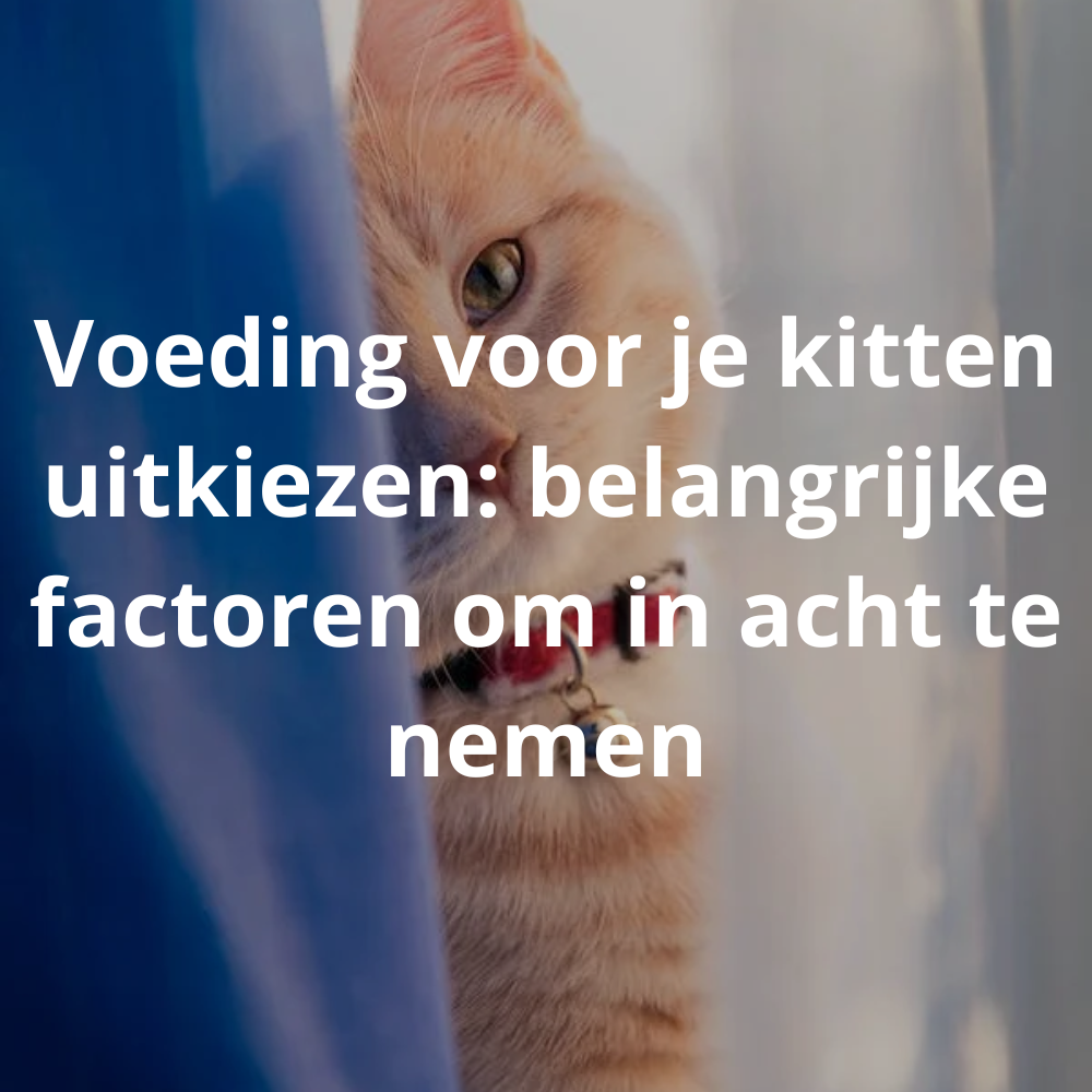 Voeding voor je kitten uitkiezen: belangrijke factoren om in acht te nemen