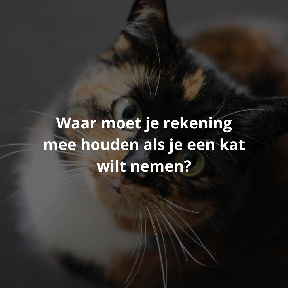 Waar moet je rekening mee houden als je een kat in huis wilt nemen? The Happy Cat Shop