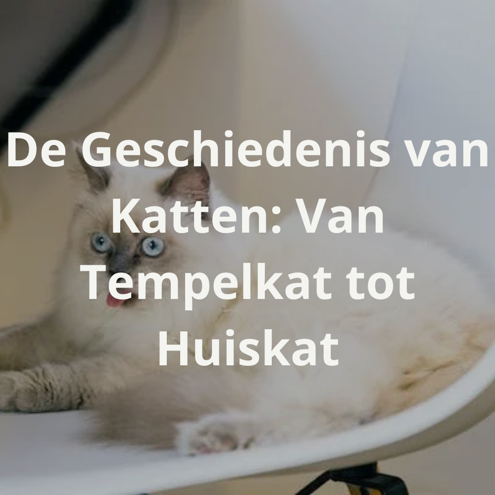De geschiedenis van katten: Van tempelkat tot huiskat