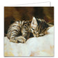Katten kaarten 8 stuks met enveloppen "Kitten"