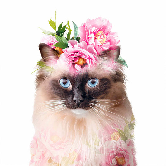 Kaart kat Ragdoll met roze pioenrozen