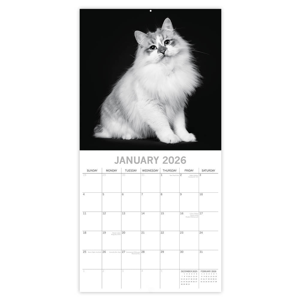 Katten portret kalender 2026 - Engels